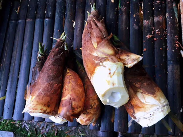 观竹景、赏竹文、品竹食……快来领略宜宾最美竹游风情！(图24)