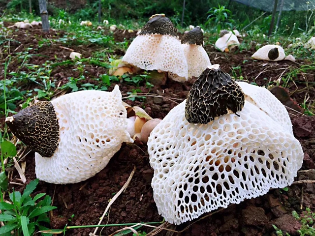 观竹景、赏竹文、品竹食……快来领略宜宾最美竹游风情！(图30)