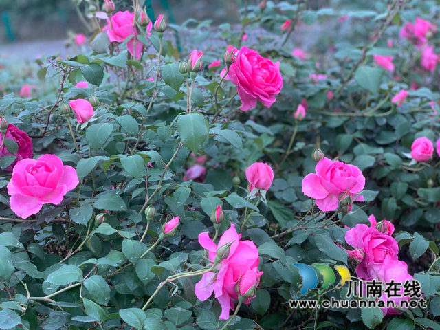 合江县甘雨镇：昔日撂荒地，今日玫瑰园(图1)