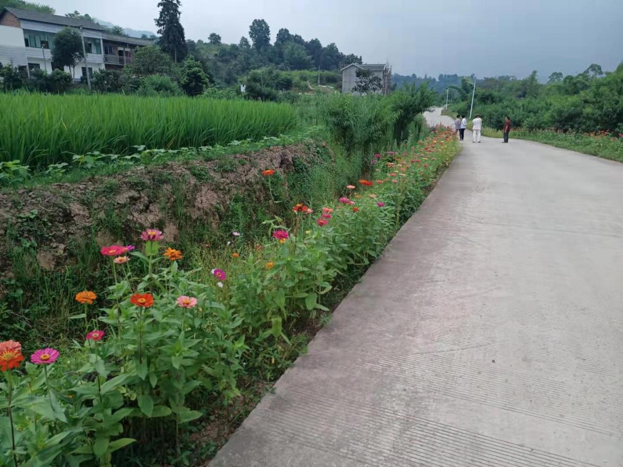 合江县甘雨镇：昔日撂荒地，今日玫瑰园(图2)