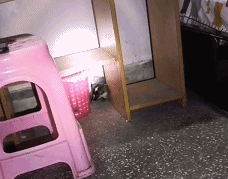 合江：“大耗子”误闯住宅，居然是“三有”动物！(图1)