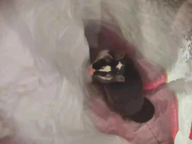 合江：“大耗子”误闯住宅，居然是“三有”动物！(图2)