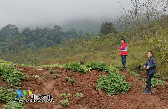 叙永县自然资源和规划局开展卫片执法违法图斑拆复整改验收工作(图1)
