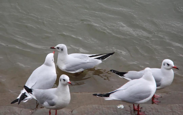 飞越千山万水 这些“网红”再赴泸州“东门口之约”(图6) 飞越千山万水 这些“网红”再赴泸州“东门口之约”(图6)