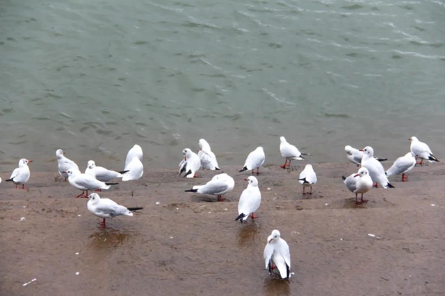 飞越千山万水 这些“网红”再赴泸州“东门口之约”(图5) 飞越千山万水 这些“网红”再赴泸州“东门口之约”(图5)