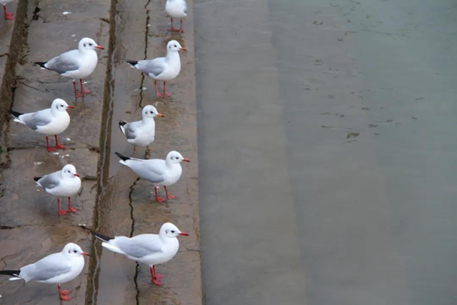 飞越千山万水 这些“网红”再赴泸州“东门口之约”(图4) 飞越千山万水 这些“网红”再赴泸州“东门口之约”(图4)