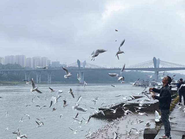 飞越千山万水 这些“网红”再赴泸州“东门口之约”(图1) 飞越千山万水 这些“网红”再赴泸州“东门口之约”(图1)