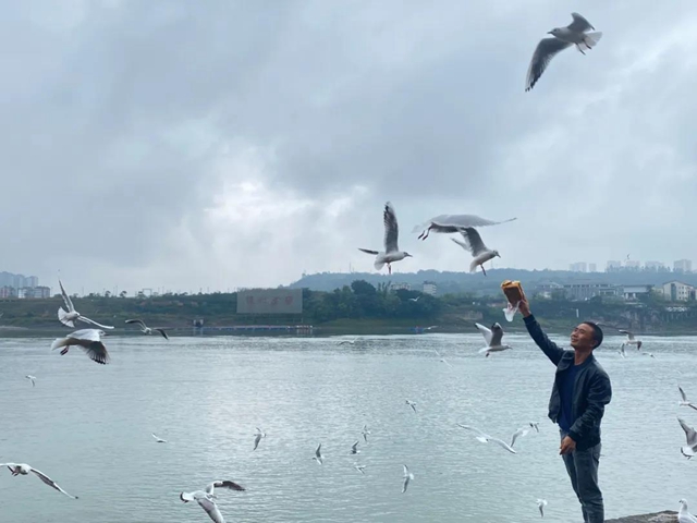 飞越千山万水 这些“网红”再赴泸州“东门口之约”(图2) 飞越千山万水 这些“网红”再赴泸州“东门口之约”(图2)