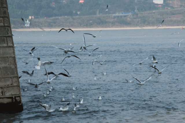 飞越千山万水 这些“网红”再赴泸州“东门口之约”(图11) 飞越千山万水 这些“网红”再赴泸州“东门口之约”(图11)