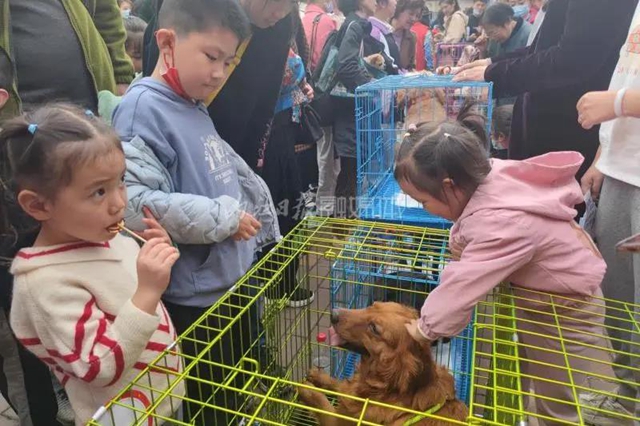 内江:来!给13个流浪的“毛孩子”一个家(图2) 内江:来!给13个流浪的“毛孩子”一个家(图2)