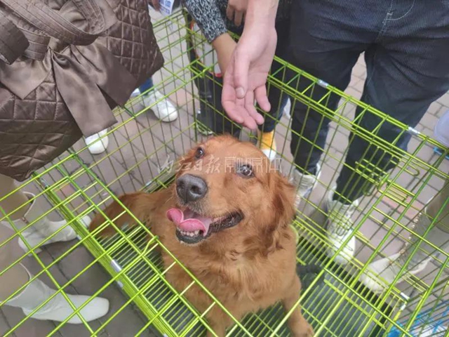 内江:来!给13个流浪的“毛孩子”一个家(图4) 内江:来!给13个流浪的“毛孩子”一个家(图4)