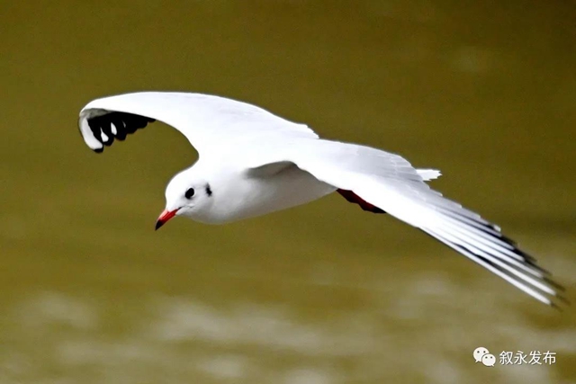 惊喜“鸥”遇丨 红嘴鸥“组团造访”叙永(图1) 惊喜“鸥”遇丨 红嘴鸥“组团造访”叙永(图1)