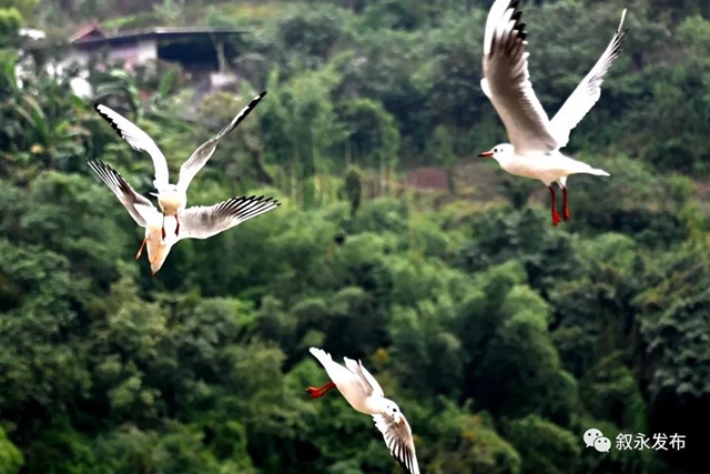 惊喜“鸥”遇丨 红嘴鸥“组团造访”叙永(图3) 惊喜“鸥”遇丨 红嘴鸥“组团造访”叙永(图3)