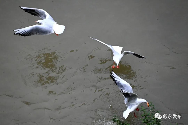 惊喜“鸥”遇丨 红嘴鸥“组团造访”叙永(图5) 惊喜“鸥”遇丨 红嘴鸥“组团造访”叙永(图5)