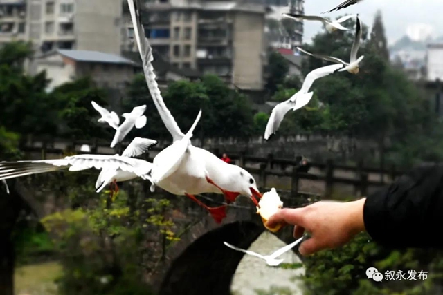 惊喜“鸥”遇丨 红嘴鸥“组团造访”叙永(图4) 惊喜“鸥”遇丨 红嘴鸥“组团造访”叙永(图4)