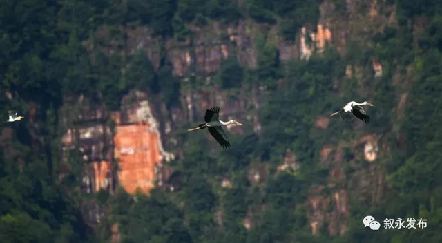 惊喜“鸥”遇丨 红嘴鸥“组团造访”叙永(图9) 惊喜“鸥”遇丨 红嘴鸥“组团造访”叙永(图9)