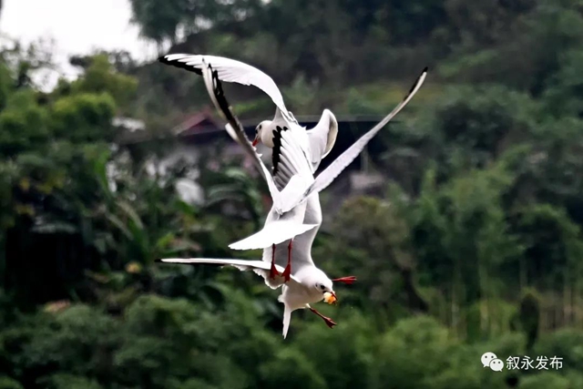 惊喜“鸥”遇丨 红嘴鸥“组团造访”叙永(图7) 惊喜“鸥”遇丨 红嘴鸥“组团造访”叙永(图7)