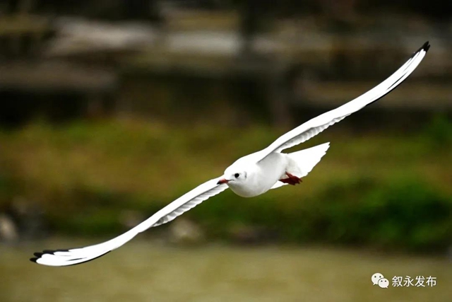 惊喜“鸥”遇丨 红嘴鸥“组团造访”叙永(图6) 惊喜“鸥”遇丨 红嘴鸥“组团造访”叙永(图6)