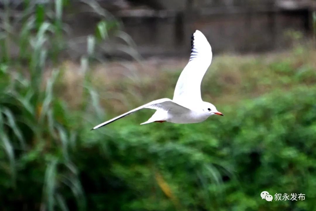 惊喜“鸥”遇丨 红嘴鸥“组团造访”叙永(图8) 惊喜“鸥”遇丨 红嘴鸥“组团造访”叙永(图8)