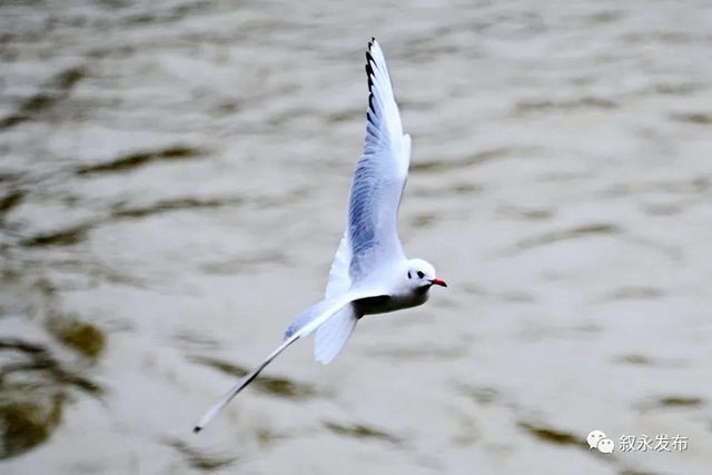 惊喜“鸥”遇丨 红嘴鸥“组团造访”叙永(图10) 惊喜“鸥”遇丨 红嘴鸥“组团造访”叙永(图10)