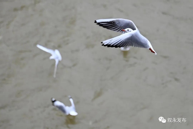 惊喜“鸥”遇丨 红嘴鸥“组团造访”叙永(图11) 惊喜“鸥”遇丨 红嘴鸥“组团造访”叙永(图11)