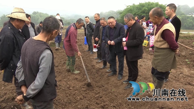 合江县:示范推广小麦种植技术,促进群众增产增收(图1) 合江县:示范推广小麦种植技术,促进群众增产增收(图1)