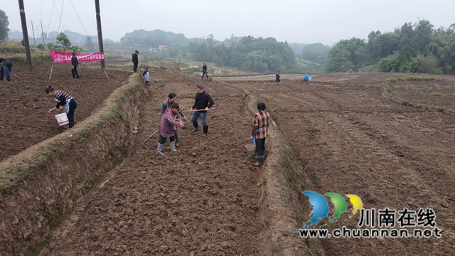 合江县:示范推广小麦种植技术,促进群众增产增收(图3) 合江县:示范推广小麦种植技术,促进群众增产增收(图3)