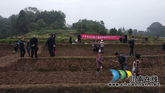 合江县:示范推广小麦种植技术,促进群众增产增收(图2) 合江县:示范推广小麦种植技术,促进群众增产增收(图2)