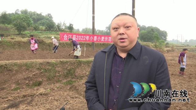 合江县:示范推广小麦种植技术,促进群众增产增收(图4) 合江县:示范推广小麦种植技术,促进群众增产增收(图4)