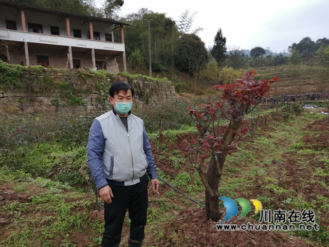 合江县榕山镇：以花为媒，打造乡村振兴“芳香”名片(图2)