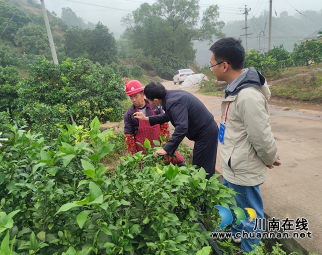 四川省专家服务团到合江县开展送技术进村进基地活动(图1)