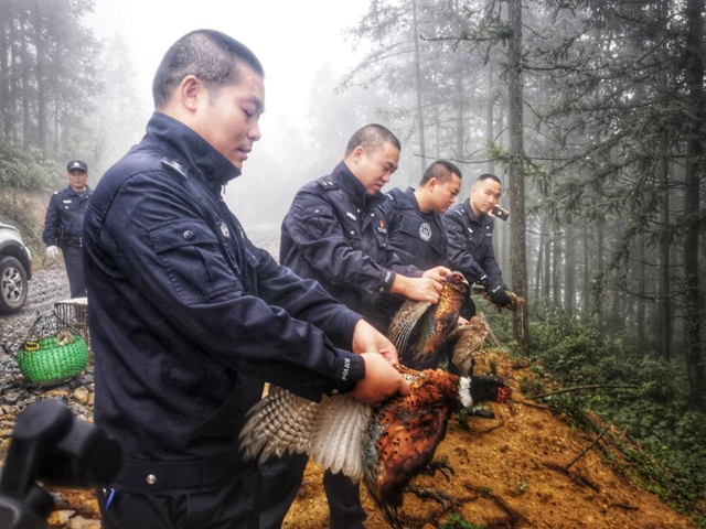 古蔺县大村镇：8只（条）放归自然……(图1)