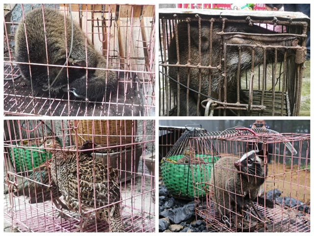 古蔺县大村镇：8只（条）放归自然……(图2)