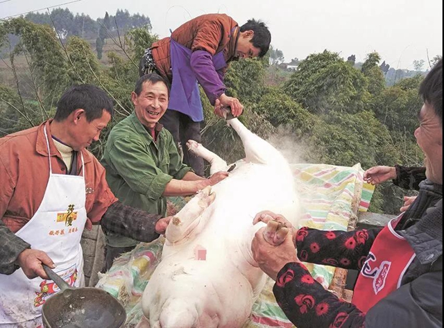 关注!今年是不是不能杀年猪了?内江官方权威回应(图1) 关注!今年是不是不能杀年猪了?内江官方权威回应(图1)