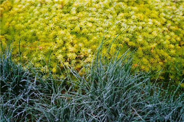 美醉了，泸州迎来绝美初雪！(图3)