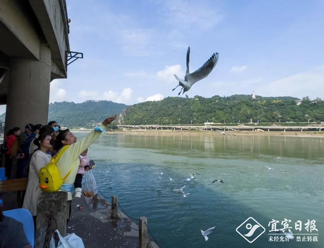 宜宾:红嘴鸥又来过冬啦!(图2) 宜宾:红嘴鸥又来过冬啦!(图2)