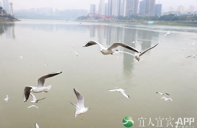 宜宾:红嘴鸥又来过冬啦!(图4) 宜宾:红嘴鸥又来过冬啦!(图4)