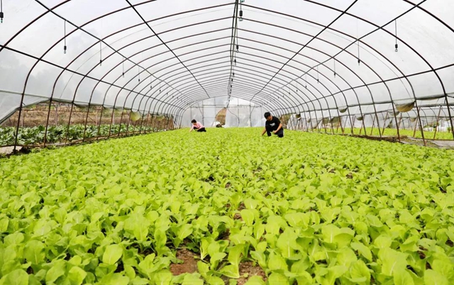 龙马潭:多措并举,力保市民“菜篮子”稳稳的(图4) 龙马潭:多措并举,力保市民“菜篮子”稳稳的(图4)