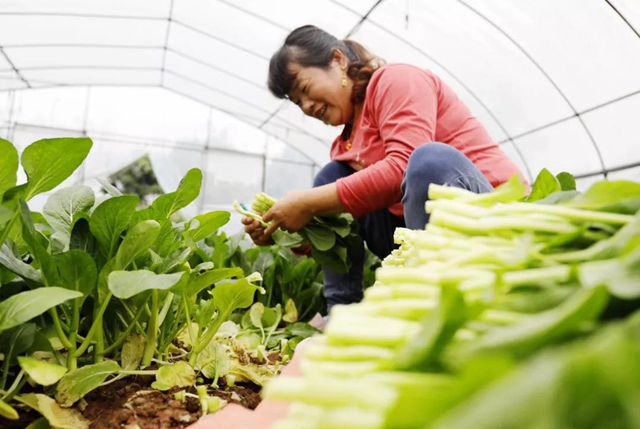 龙马潭:多措并举,力保市民“菜篮子”稳稳的(图1) 龙马潭:多措并举,力保市民“菜篮子”稳稳的(图1)