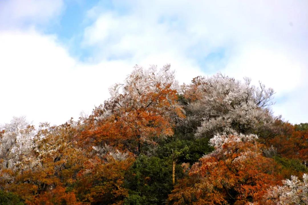惊艳！古蔺黄荆老林惊现雾凇奇观！(图9)