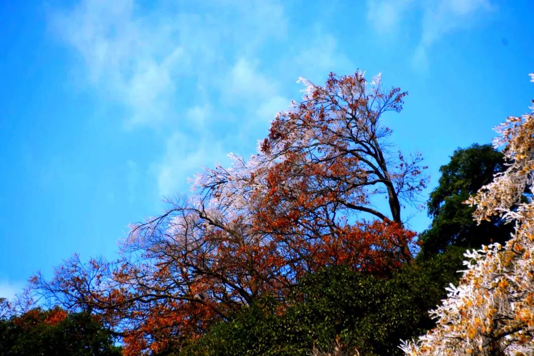 惊艳！古蔺黄荆老林惊现雾凇奇观！(图14)