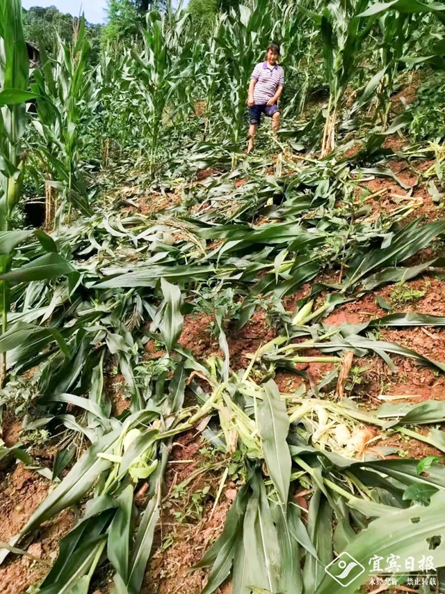 野生动物“肇事”由政府投保“买单”！宜宾18户村民领到赔偿金！(图4)