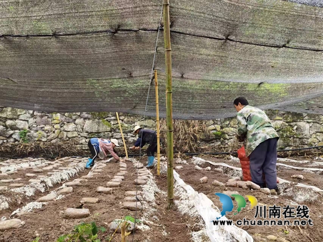 古蔺县观文镇：寒冬播菌种，待春迎丰收(图1)