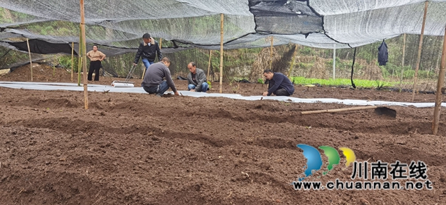 古蔺县观文镇：寒冬播菌种，待春迎丰收(图2)