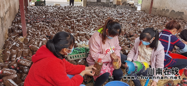 古蔺县观文镇：寒冬播菌种，待春迎丰收(图4)