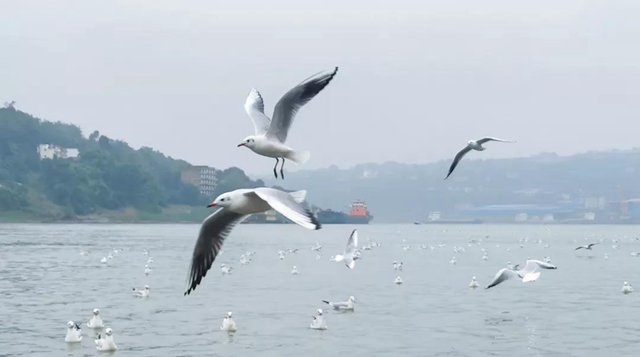 美图丨合江长江边的靓丽风景线(图1) 美图丨合江长江边的靓丽风景线(图1)