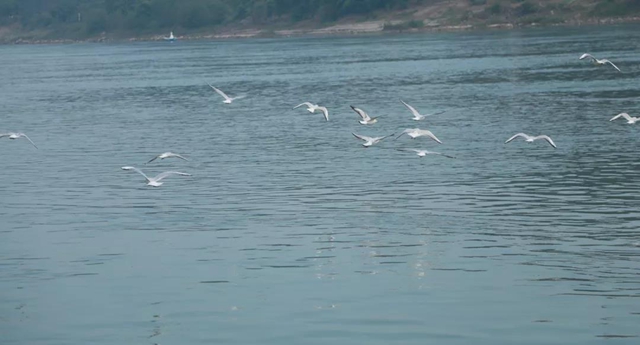 美图丨合江长江边的靓丽风景线(图3) 美图丨合江长江边的靓丽风景线(图3)