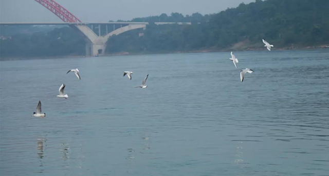 美图丨合江长江边的靓丽风景线(图2) 美图丨合江长江边的靓丽风景线(图2)