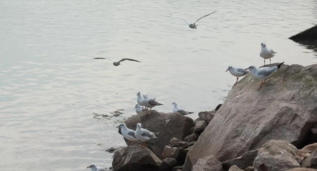 美图丨合江长江边的靓丽风景线(图6) 美图丨合江长江边的靓丽风景线(图6)