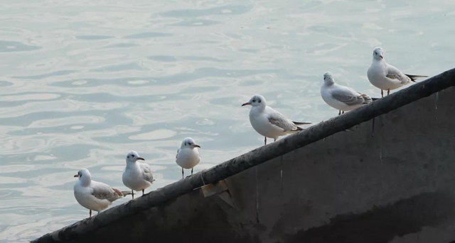 美图丨合江长江边的靓丽风景线(图5) 美图丨合江长江边的靓丽风景线(图5)